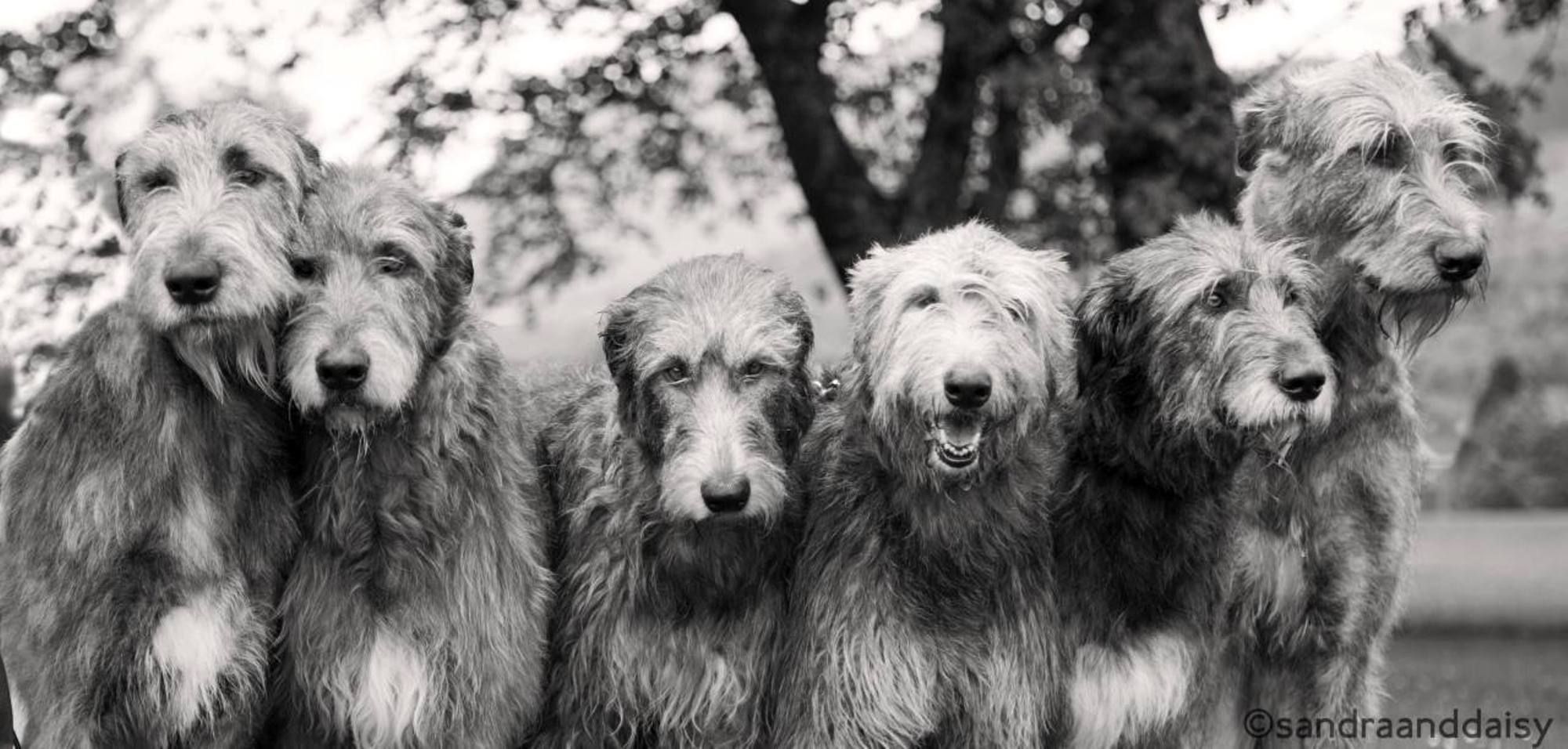 Irish Wolfhounds